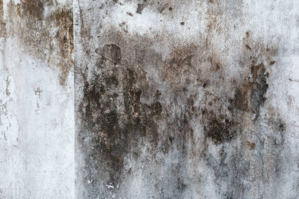 Best Commercial Mold Inspection  in Clifton, CO