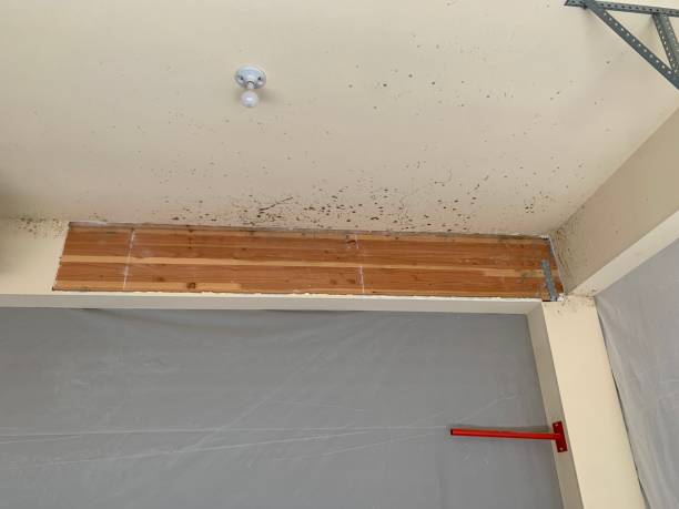  Clifton, CO Mold Removal Pros
