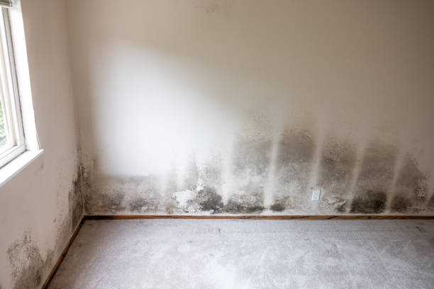 Best Basement Mold Removal  in Clifton, CO